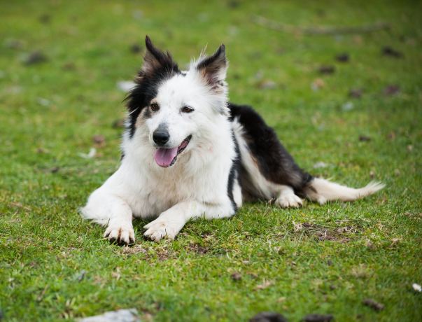 Caherconnell Stone Fort & Sheepdog Demonstrations
