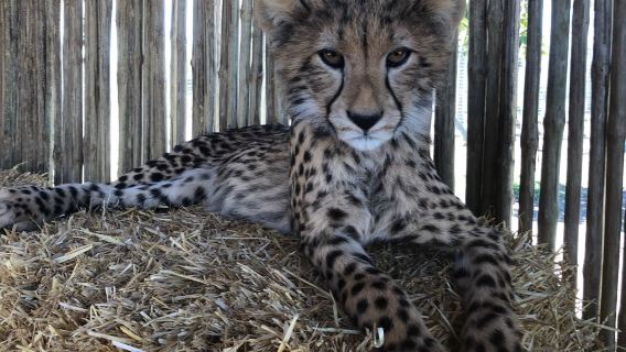 Cheetah Outreach