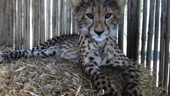 Cheetah Outreach - Somerset West