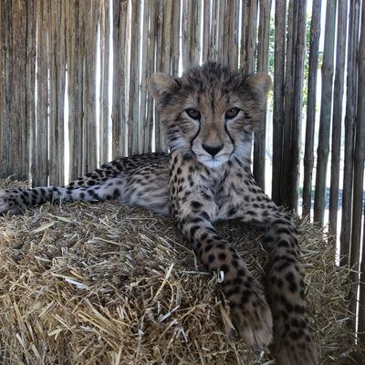 Cheetah Outreach