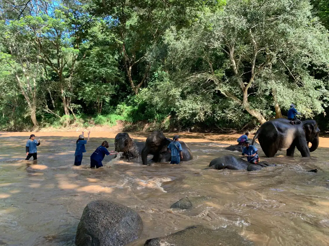 Hotels near Thai Elephant Home