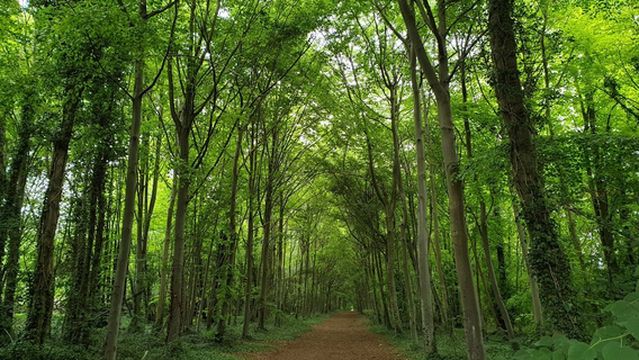Wandlebury Country Park
