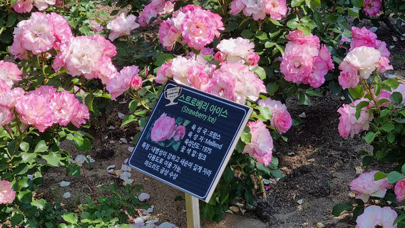 Ulsan Grand Park
