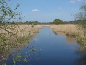 Strumpshaw Fen