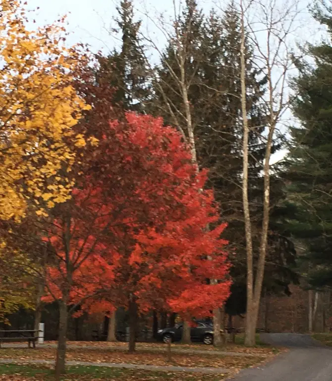 Cummings Township
