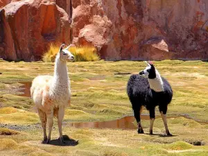 Laguna Negra