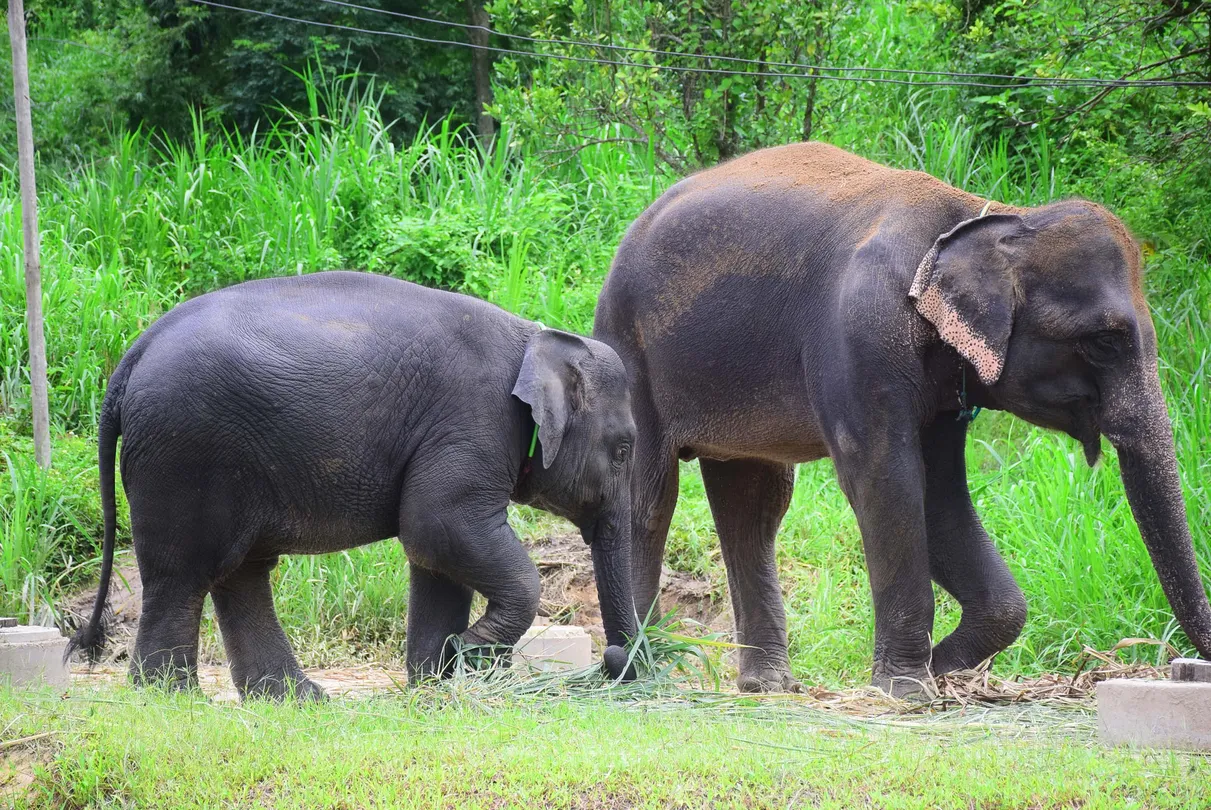 4_大象修養公園