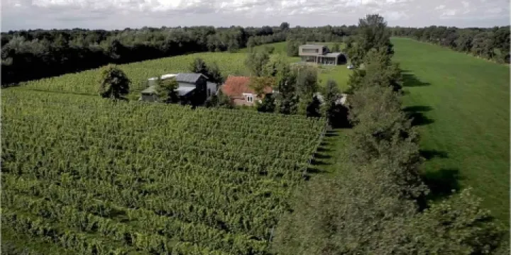 Wijngaard de Frysling