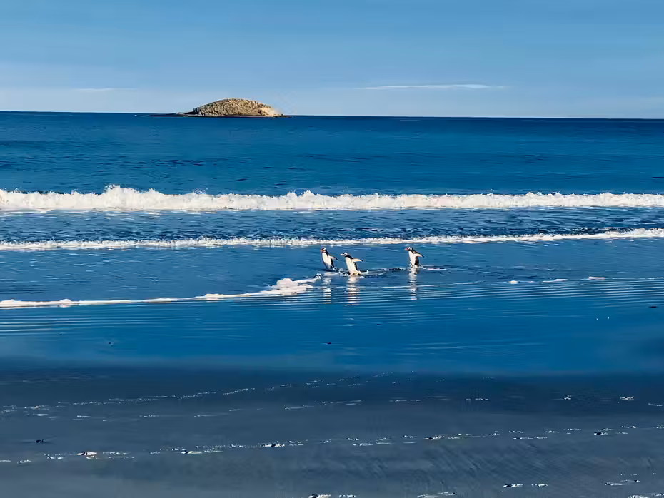 Sofia to Mount Pleasant flight tickets