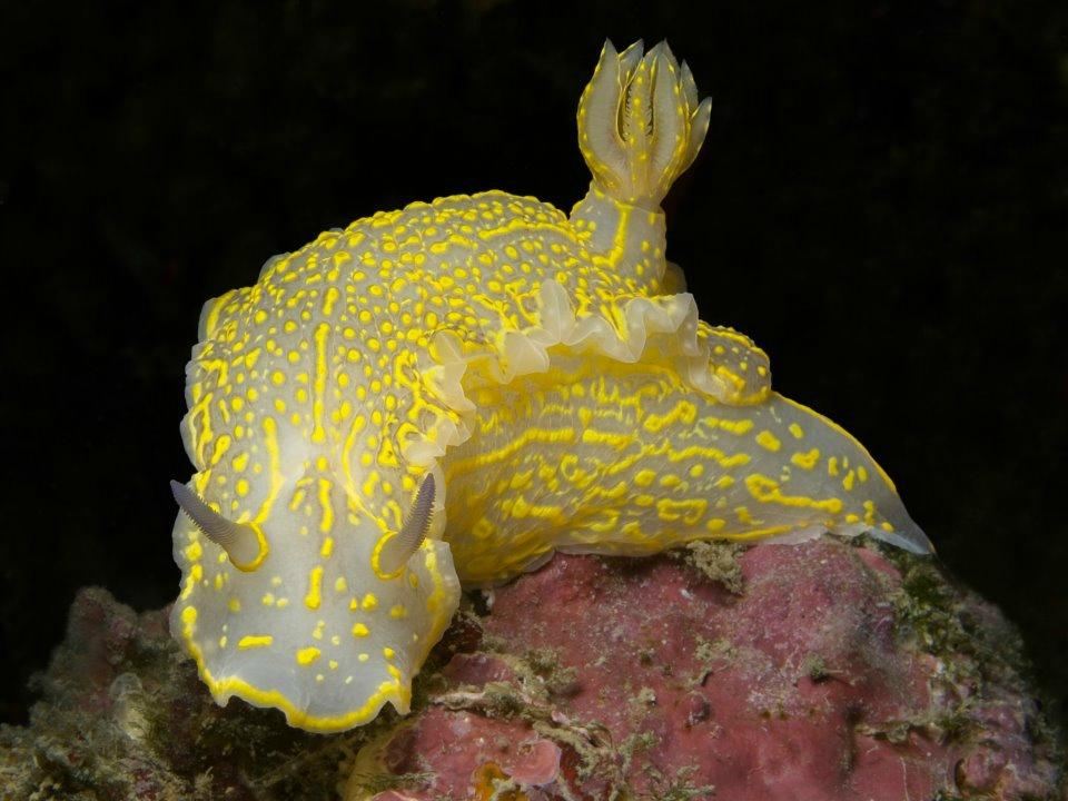 Mangamar Dive Center