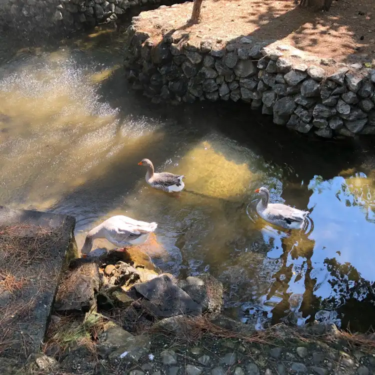 Hotel dekat Zoologikos Kipos