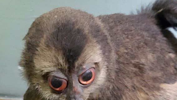 Museo de Historia Natural