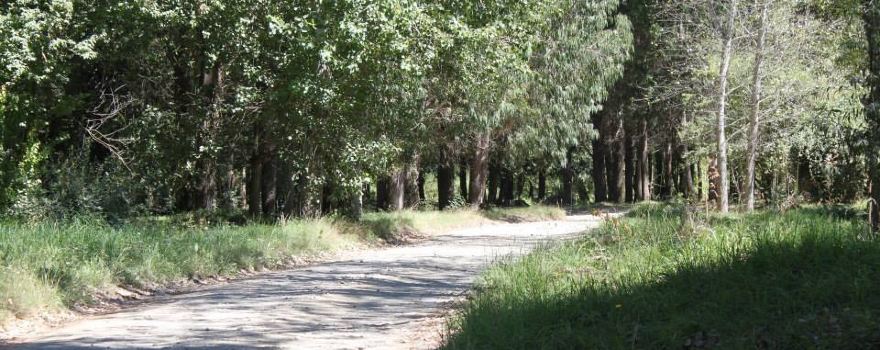 Isla Municipal De Pitrufquen