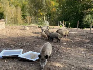 Wildpark Differten