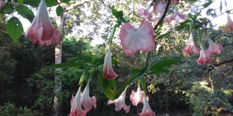 Museo del Cacao de Minca