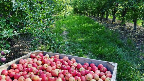 @Lenswood Pick Your Own