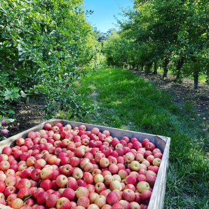 @Lenswood Pick Your Own