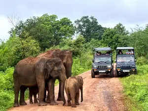 Udawalawe Safari Fun