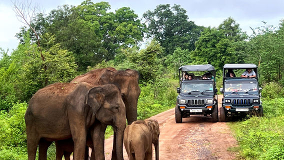 Udawalawe Safari Fun