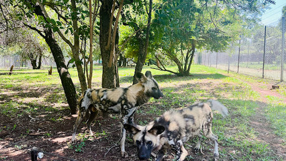 Chameleon Village Lion and Tiger park