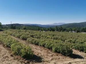 Güneykent Belediyesi