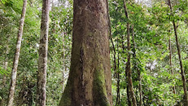 The World’s Tallest Tropical Tree, Tawau Hill Park, Borneo, Malaysia, Asia