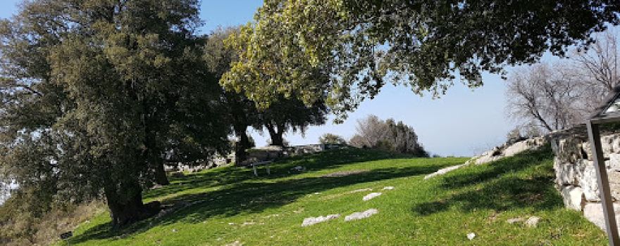 Millennial Olive Trees