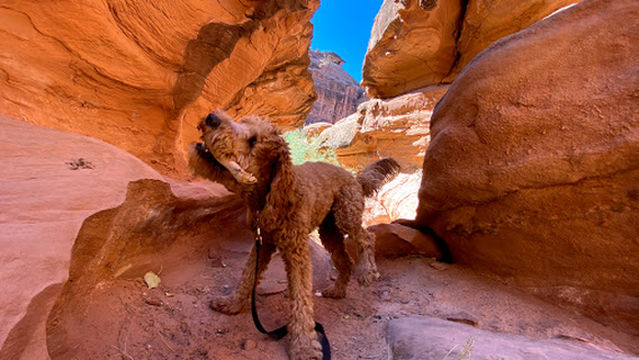 Hunter Canyon/Spring Canyon Camping Area