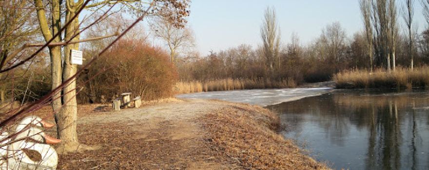 Rohrlachweiher Fußgönheim