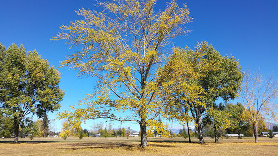 Twizel
