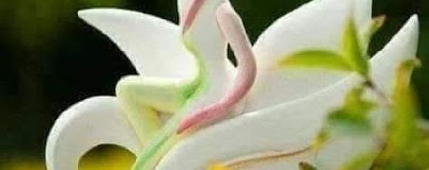 Vườn Hoa Thị Trấn Yên Bình