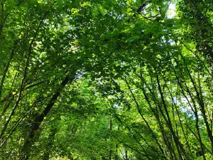 Le Bois Chenu: Urban Ecological Park