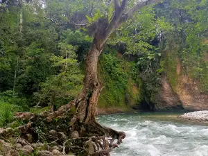 Ketambe Trek & Orangutan Explore