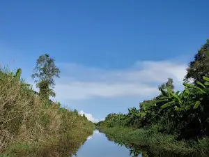 U Minh Ha forest