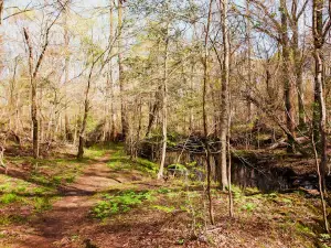 Island Creek Walk - Croatan National Forest Hiking Trail