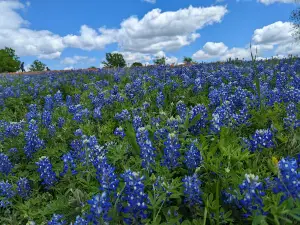 Ennis Bluebonnet Trails (an April driving route)