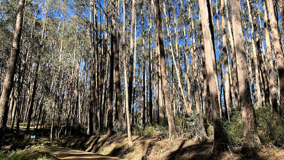 Mount Buller