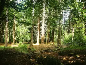 Hamsterley Forest - Forestry England