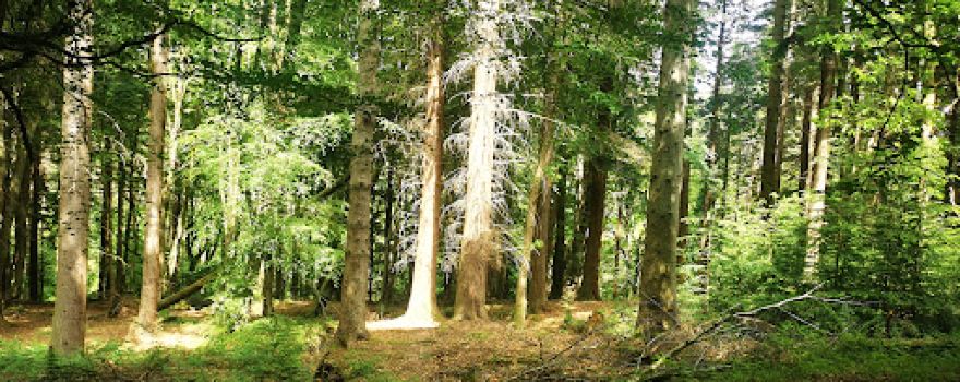 Hamsterley Forest - Forestry England