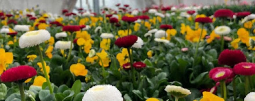 Garden Il Girasole