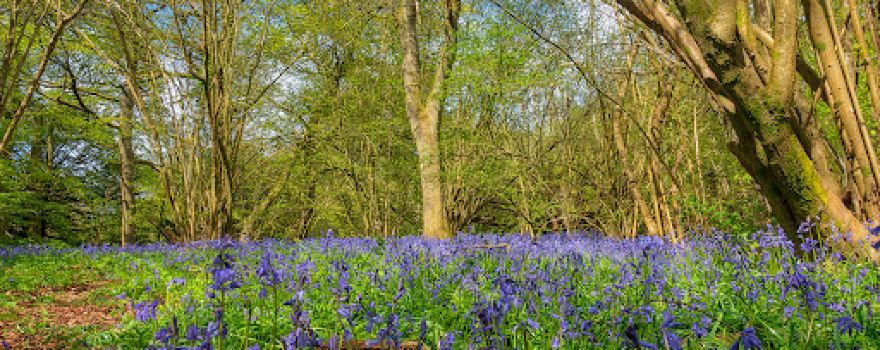 Banstead Wood & Chipstead Downs Nature Reserve