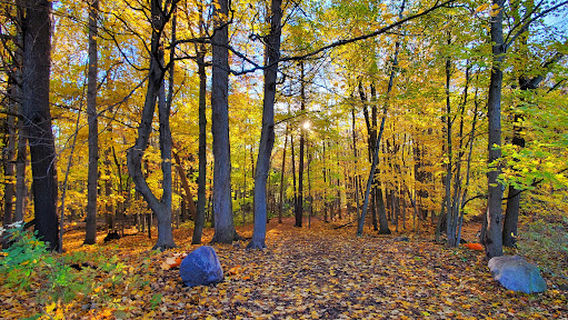 Bechtel Park