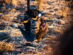 Duck Down Guide Service L.L.C.