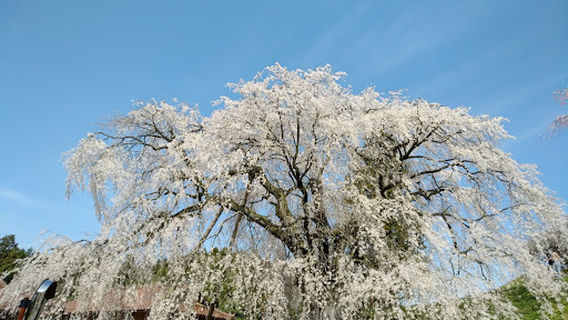 段部のしだれ桜