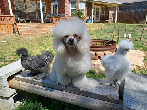 The Dunham Farm Wildlife Park