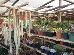 Vivero Sonia