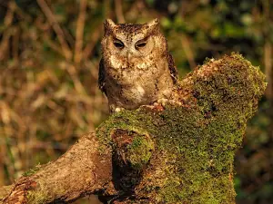 Screech Owl Sanctuary & Animal Park