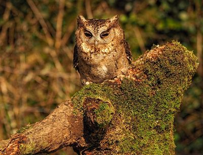 Screech Owl Sanctuary & Animal Park