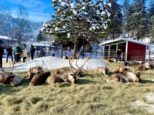 Leavenworth Reindeer Farm
