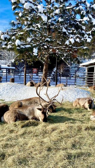 Leavenworth Reindeer Farm一日遊